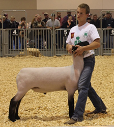 Goedken Livestock